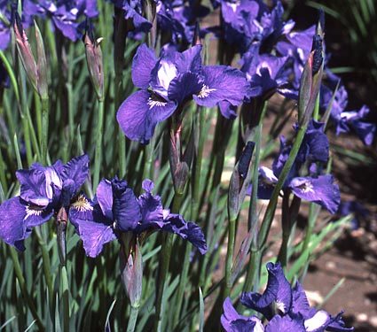 INDISPONIBIL Iris Dewful - Iris sibirica rizomi bulbi