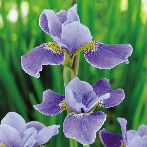 Iris Silver Edge - Iris sibirica rizomi bulbi