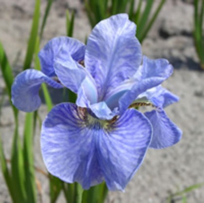 Iris Imperial Velvet - Iris sibirica rizomi bulbi