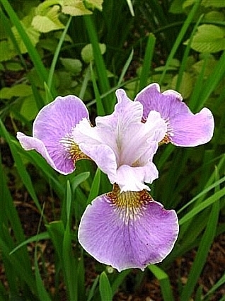 Iris Dance Ballerina Dance - Iris sibirica rizomi bulbi