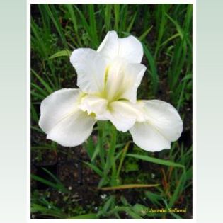 Iris White Swirl - Iris sibirica rizomi bulbi