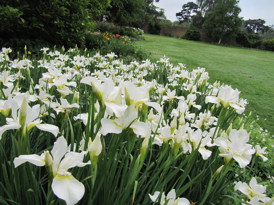 Iris White Swirl