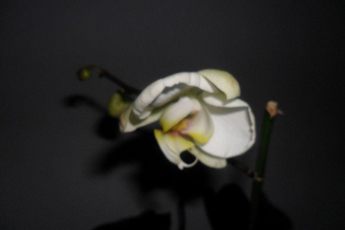 Phala flori 002