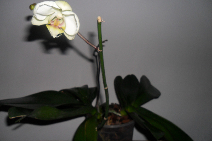 Phala flori 003