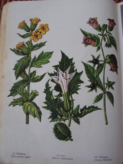 Plante otravitoare pentru iepurasi; Maselarita
Laur
Matraguna
