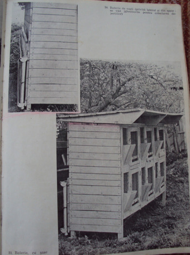 DSC06819 - Carti despre cresterea iepurilor