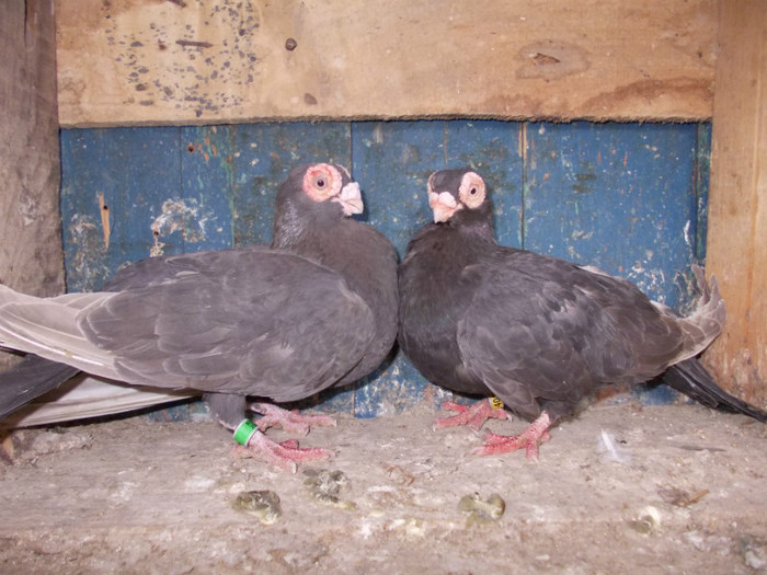 2008-F-2010-F-PRET 50 RON BUC VANDUT