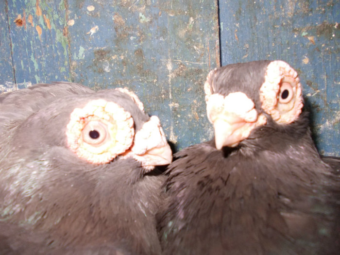 2008-F-2010-F-PRET 50 RON BUC VANDUT