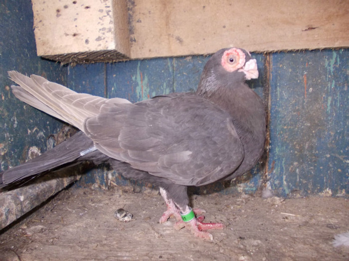 2OO8-F-PRET 50 RON VANDUT