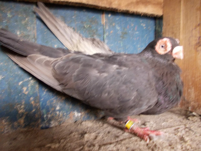 2010-F-PRET 50 RON VANDUT