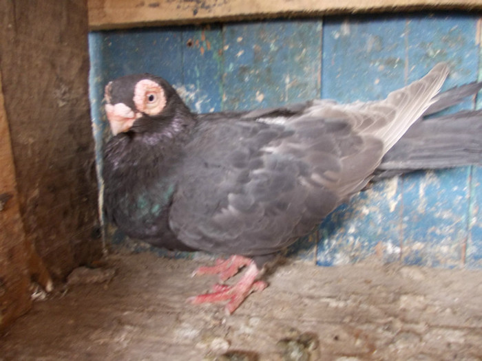 2010-F-PRET 50 RON VANDUT