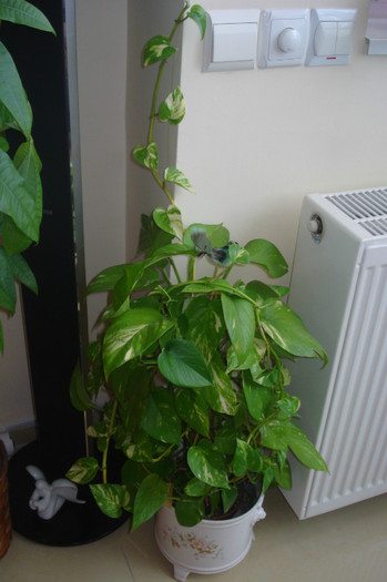 S-A PORNIT LA DRUM:))