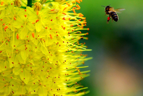 INDISPONIBIL Eremurus stenophyllus (bungei) - Eremurus bulbi