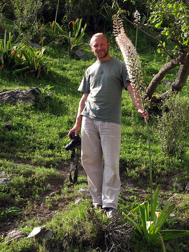 INDISPONIBIL Eremurus robustus, 200 cm