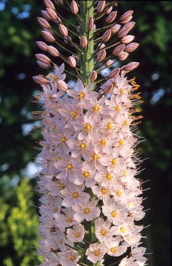 Eremurus robustus - Eremurus bulbi