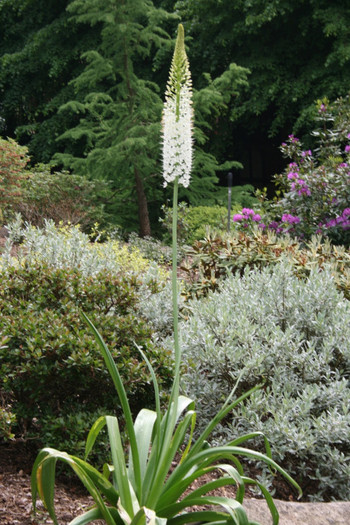 INDISPONIBI Eremurus himalaicus - Eremurus bulbi