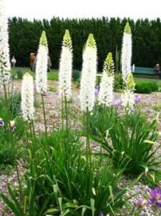 INDISPONIBI Eremurus himalaicus, 200 cm - Eremurus bulbi