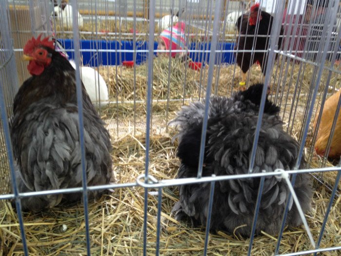 IMG_2980 - Expo Rasnov 2012