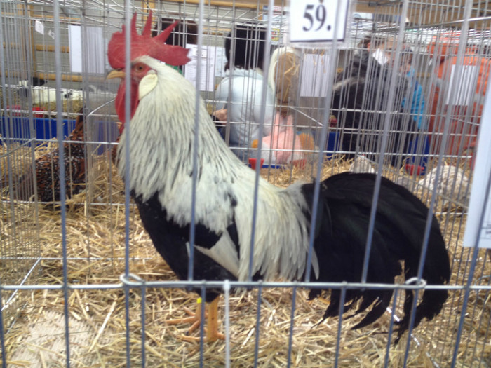 IMG_2981 - Expo Rasnov 2012
