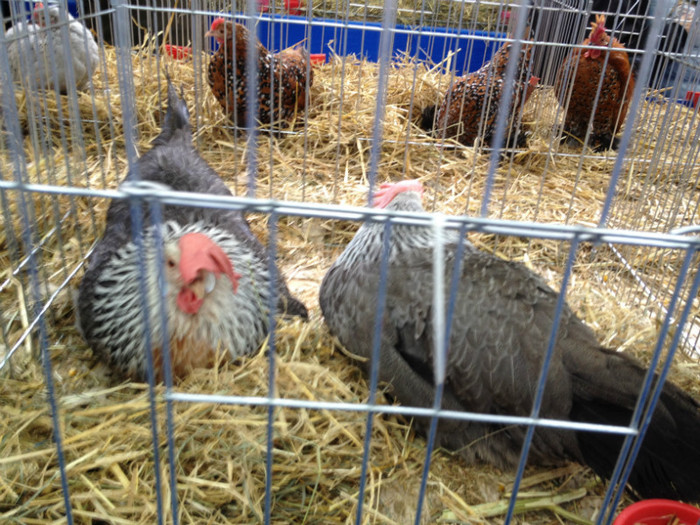 IMG_2982 - Expo Rasnov 2012