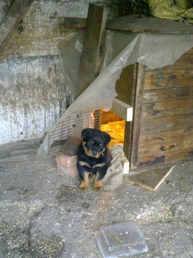 27112011236 - rottweiler