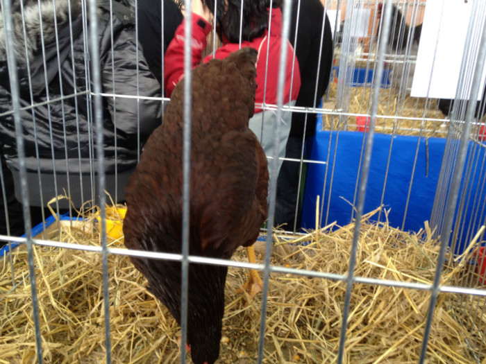 IMG_3007 - Expo Rasnov 2012