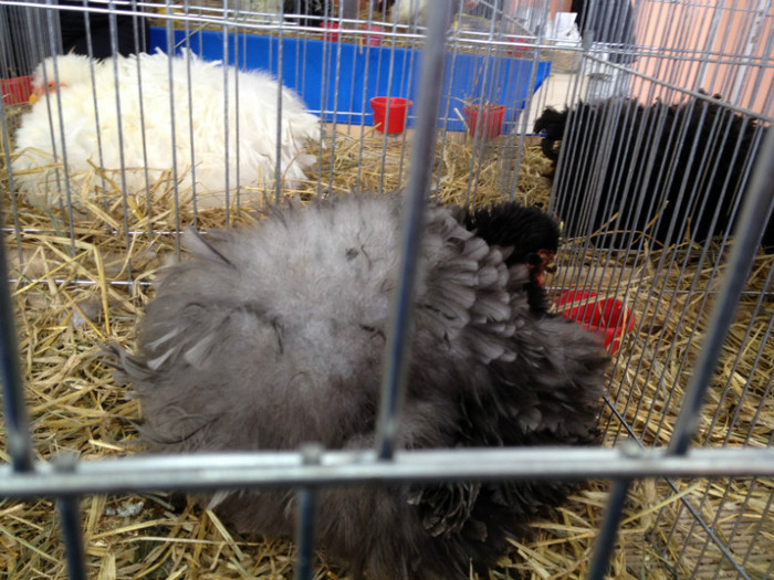 IMG_3013 - Expo Rasnov 2012