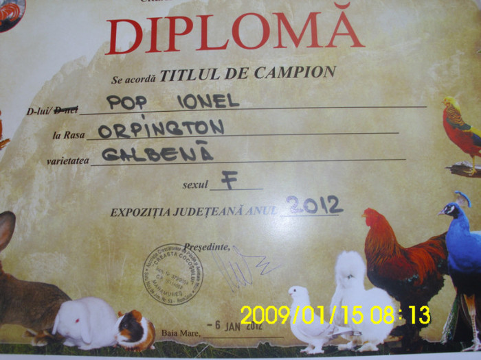 IMG_0189 - Diplome si medalii