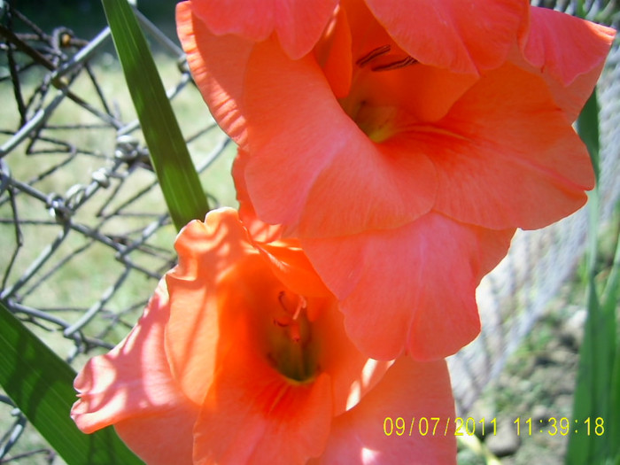 PIC_0066 - gladiole