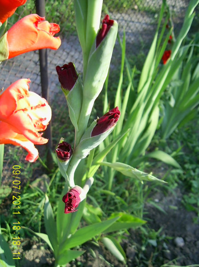 PIC_0109 - gladiole