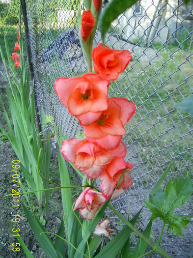 PIC_0156 - gladiole