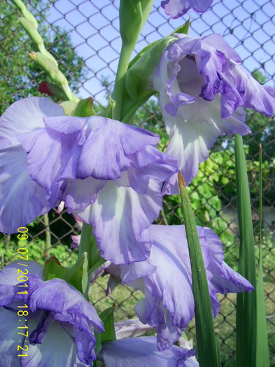 PIC_0104 - gladiole