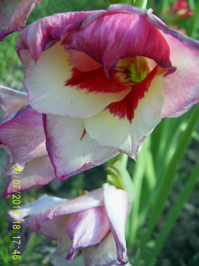 PIC_0107 - gladiole