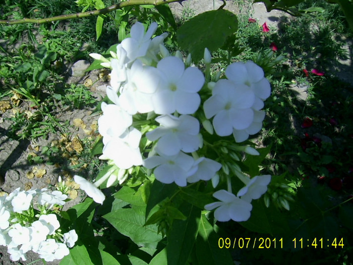 PIC_0080 - Phlox