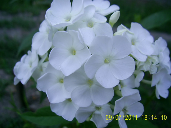 PIC_0092 - Phlox