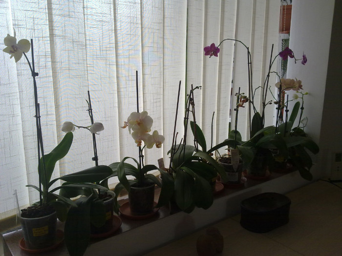 cateva orhidee cu tije