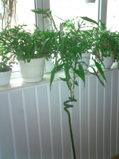 Un bambus de 5 ani - Flori in balcon