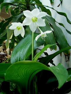 Eucharis amazonica - Eucharis amazonica bulbi