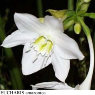 Eucharis amazonica - Eucharis amazonica bulbi