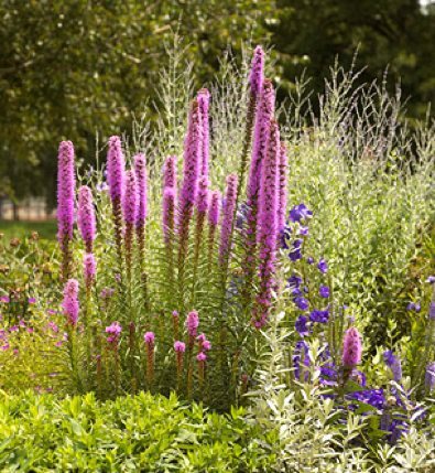 Liatris spicata roz - Liatris bulbi