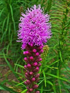 Liatris spicata roz - Liatris bulbi