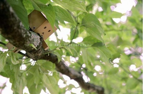  - Cutiuta Danbo