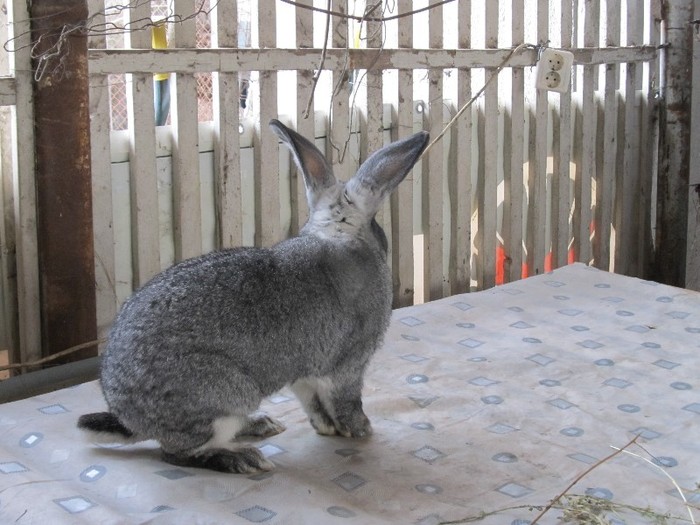 Mascul chinchila mare; Mascul chinchila mare Slovacia
