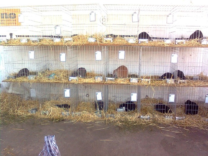 Imagine033 - poze cu iepuri de la expozitia din Timisoara