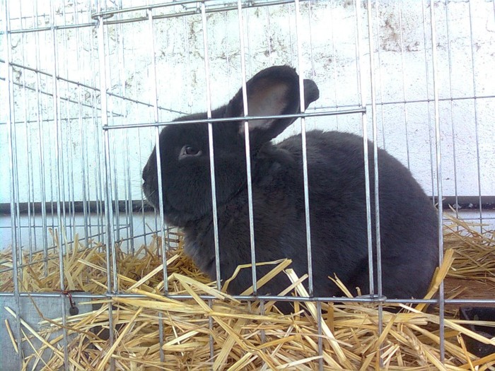 Imagine036 - poze cu iepuri de la expozitia din Timisoara