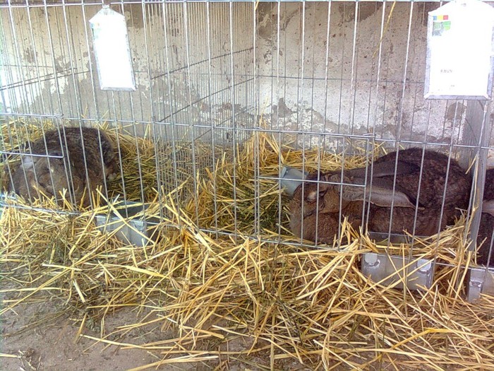 Imagine038 - poze cu iepuri de la expozitia din Timisoara