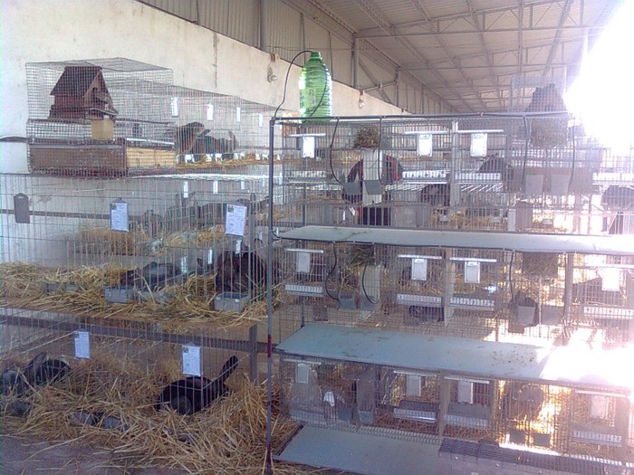 Imagine039 - poze cu iepuri de la expozitia din Timisoara