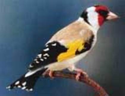 Agata - Sticletele  carduelis carduelis