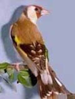 Bruno - Sticletele  carduelis carduelis