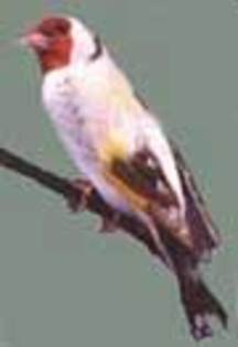 Satine - Sticletele  carduelis carduelis